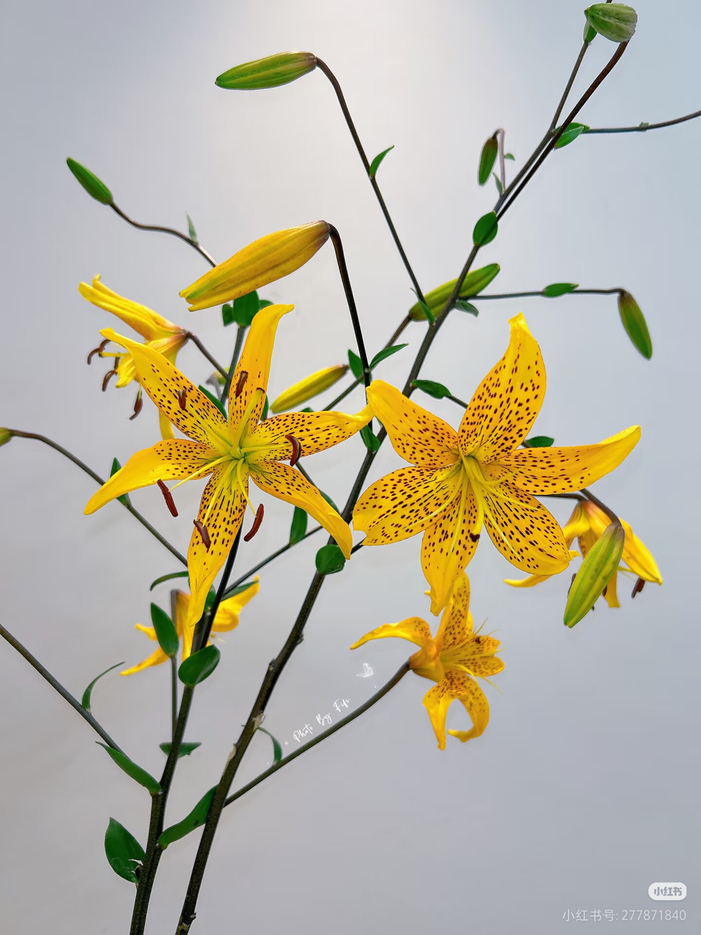柠檬虎皮多头东方亚百合鲜切花花材鲜切花家居装饰花束插花