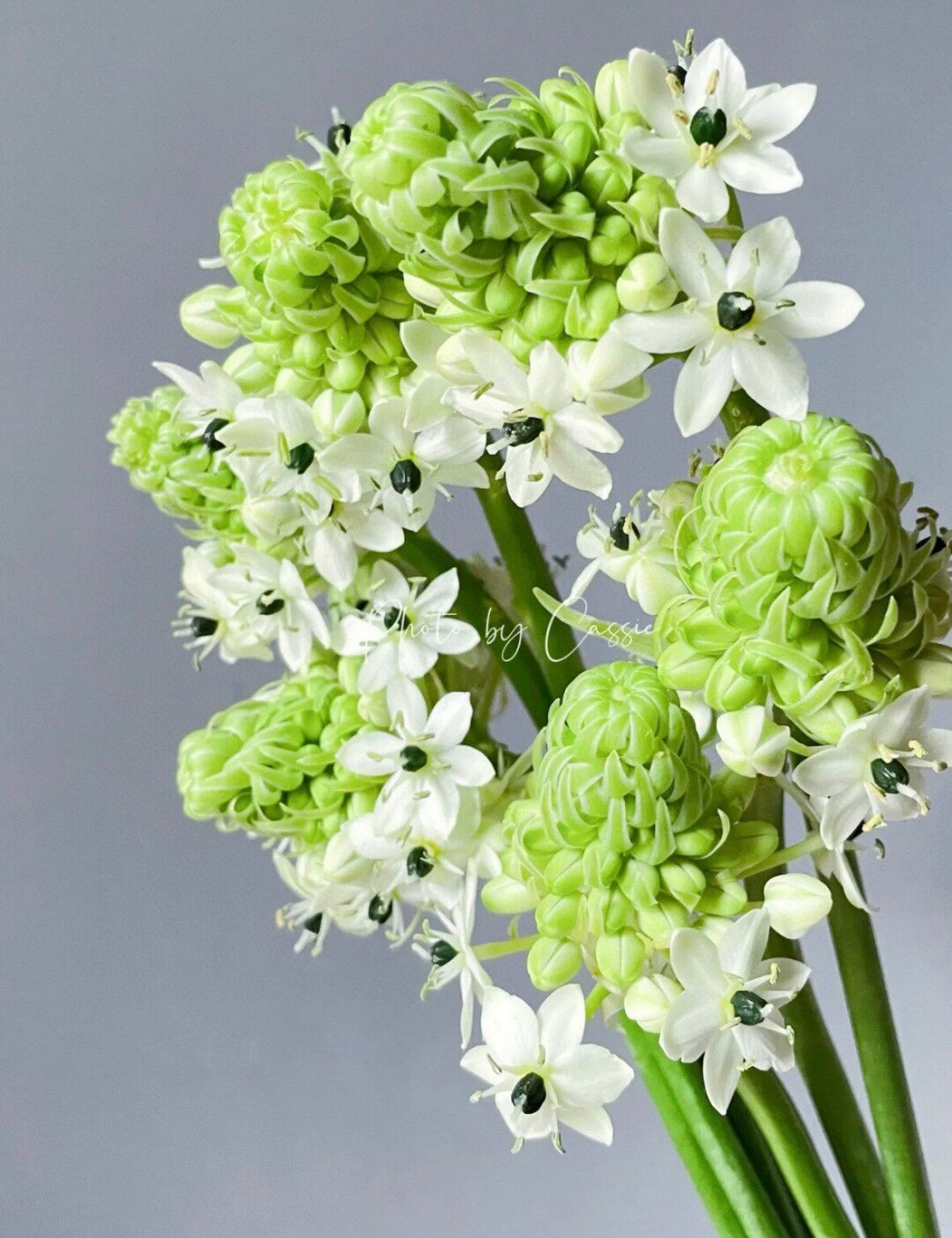 天鹅绒伯利恒之星10支永恒的心