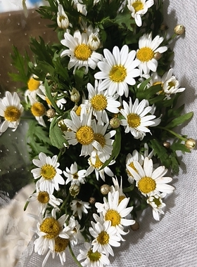 白色玛格丽特鲜切花又称木茼蒿、木春菊、少女花雏菊小花型
