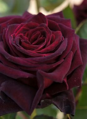 黑巴克双色黑红色玫瑰花瓣微微的紫色或蓝色的光泽70公分20支