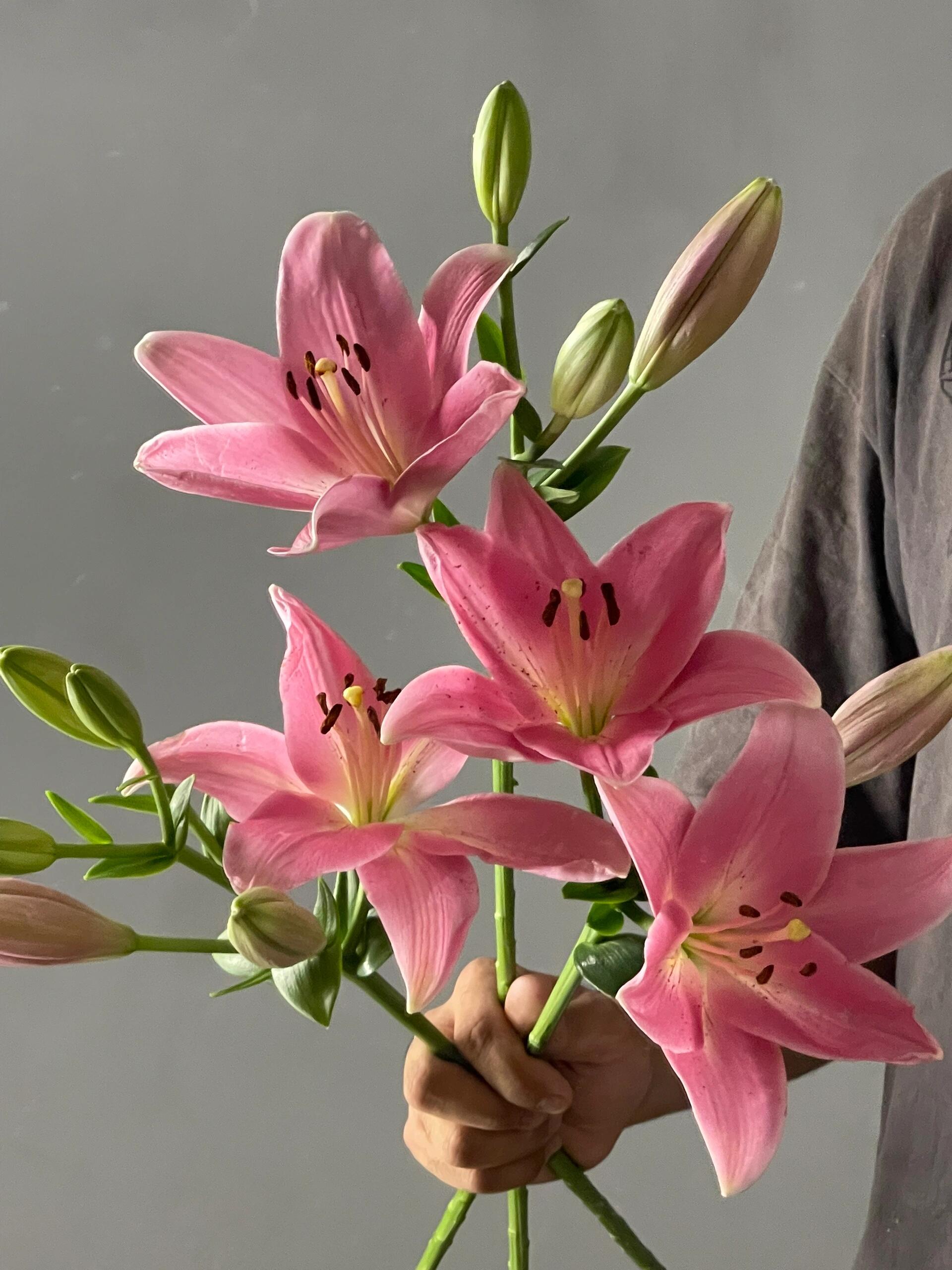 小粉仙亚百合花如其名很仙的淡粉色花瓣鲜切花家用插花水养花期长