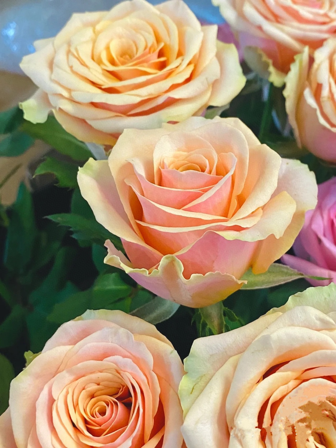 迪威娜玫瑰20支(运费打包费另外拍)