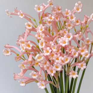 精品小众稀有花材垂筒花鲜切花家庭养花1扎