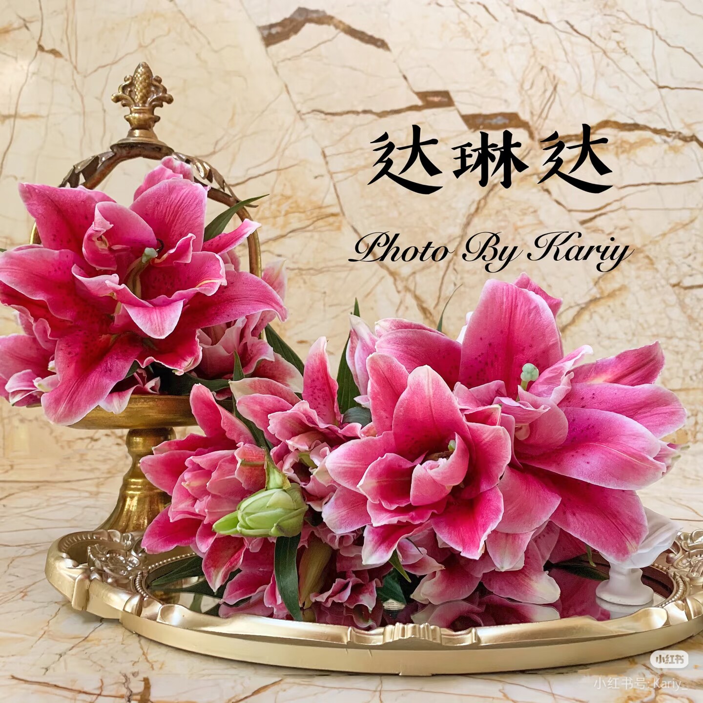 种业12号火凤凰达琳达深色色重瓣香水百合1束鲜切花优美线条花材