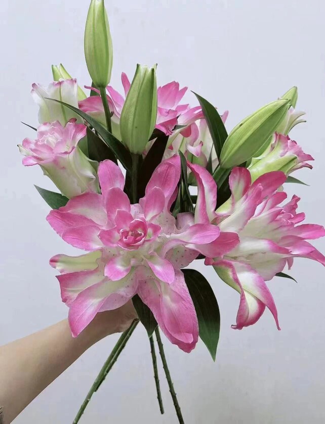 重瓣百合水蜜桃