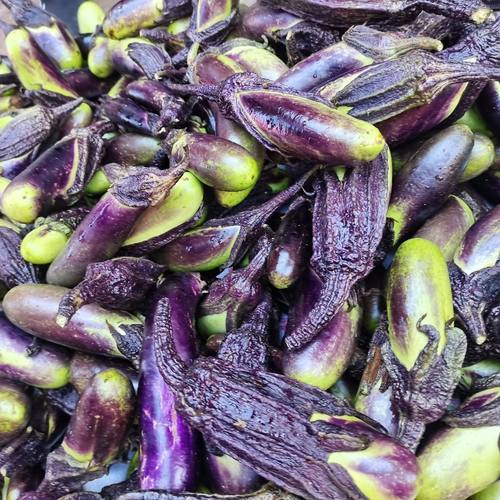 云南老品种茄子新鲜紫茄农家茄子当天采摘新鲜蔬菜露天种植