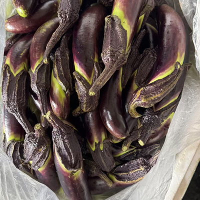 新鲜茄子云南老品种苦茄子紫茄子新鲜蔬菜青茄子嫩茄子老品种茄子