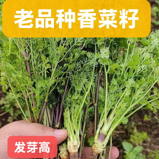 老品种细叶香菜籽香菜种芫荽老品种细叶香菜籽可种植烧烤调料香料