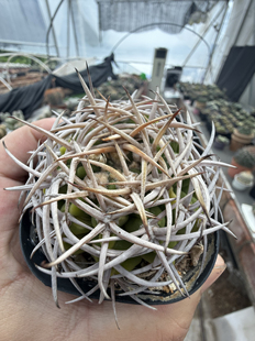 实生五十铃碧岩玉599