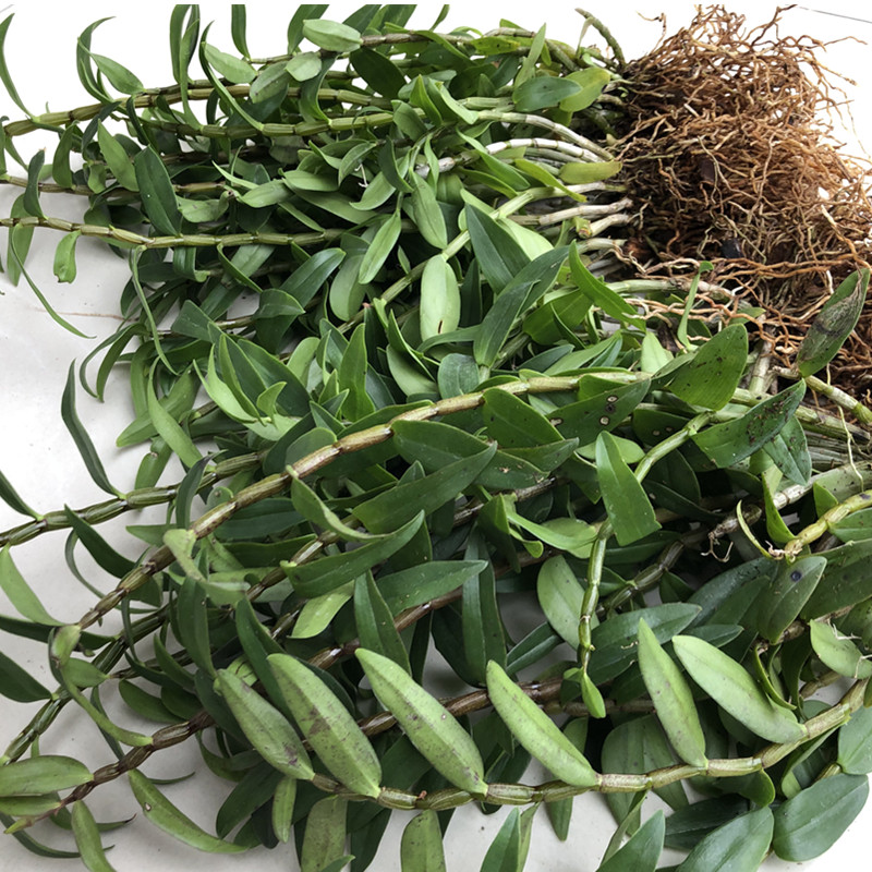 雁荡山铁皮石斛三年苗盆栽盆栽