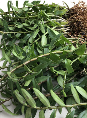 铁皮石斛苗 盆栽驯化兰花绿植 红杆种苗软脚鲜条枫斗花 3年苗包邮