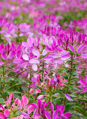 醉碟花春播花种籽子紫色粉色四季种易活花海景观庭院室外开花不断