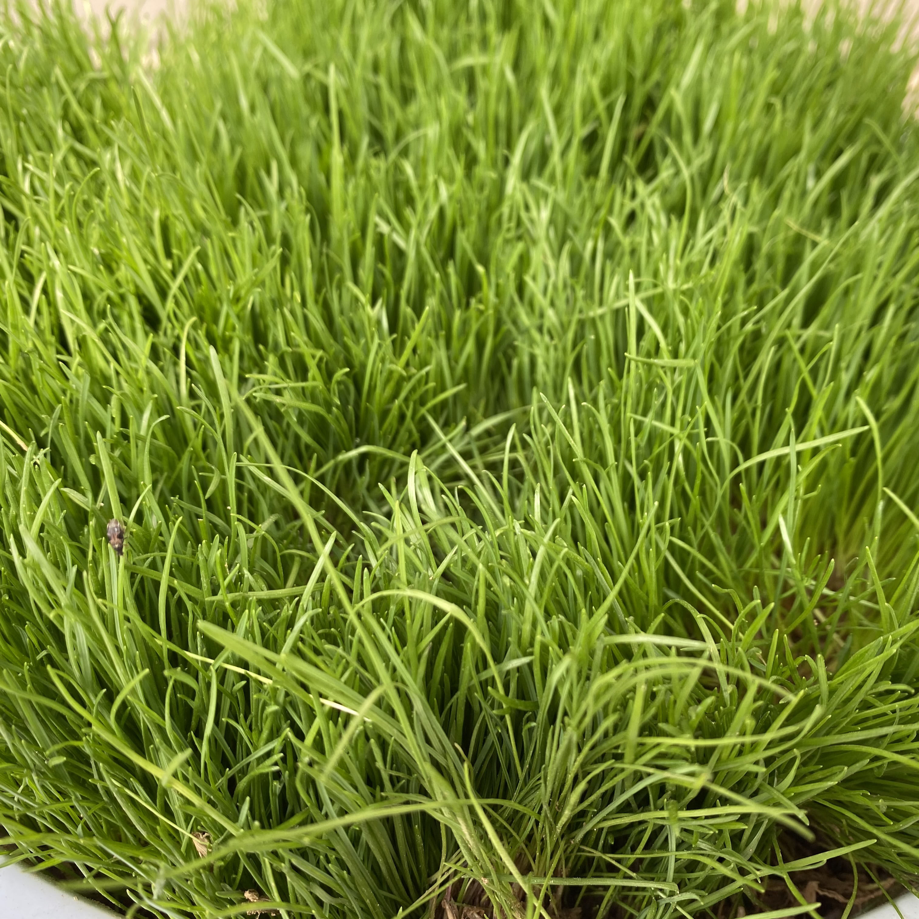 草坪种子混播四季青草籽高羊茅狗牙根黑麦草早熟禾剪股颖庭院护坡