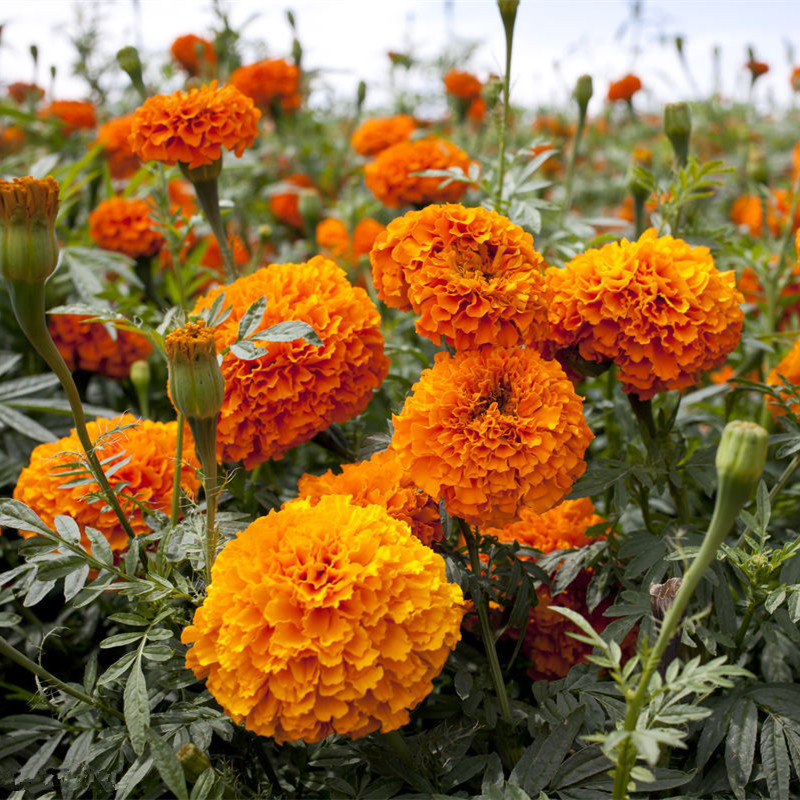 万寿菊种子菊花种子四季易活混色臭芙蓉花种籽子驱蚊室外种籽包邮