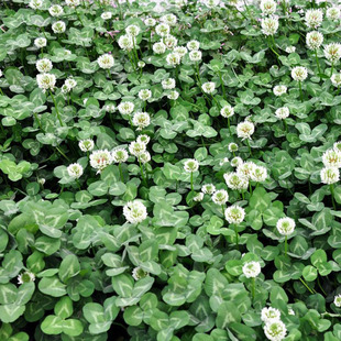 白三叶种子铺地用草坪型矮生白花三叶草种子绿化工程草坪种子包邮