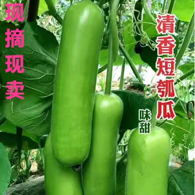 苏北农家新鲜蔬菜短瓠瓜嫩蒲瓜葫芦瓜肉质细嫩味甜3&5斤装