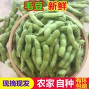 蔬菜带壳豆类青毛豆 苏北特产新鲜嫩毛豆农家自种现摘新鲜当季