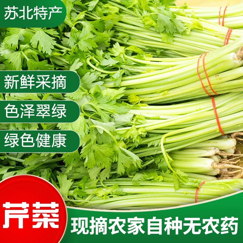 苏北农家露天现挖芹菜新鲜小药芹香芹土芹旱芹带根带叶时令蔬菜