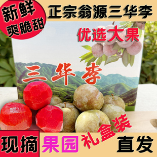 正宗韶关翁源三华李现摘红线李子礼盒精大果新鲜脆甜广东始兴发