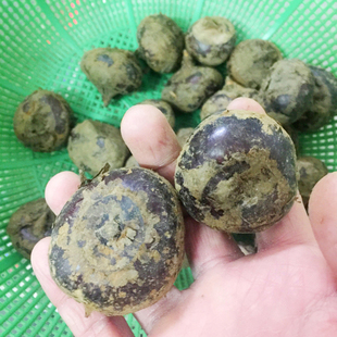 韶关始兴马蹄大果5斤现挖新鲜甜10斤顿岗特产无渣荸荠乐昌送礼