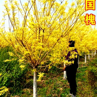 黄金槐树苗盆栽庭院绿化阳台苗木金枝国槐嫁接金丝槐垂槐刺槐观叶