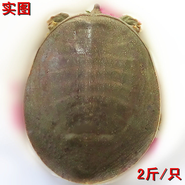 8-2.5斤/只顺丰包邮 包活