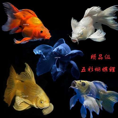 台湾蝴蝶鲤贵妃球体锦鲤鱼苗