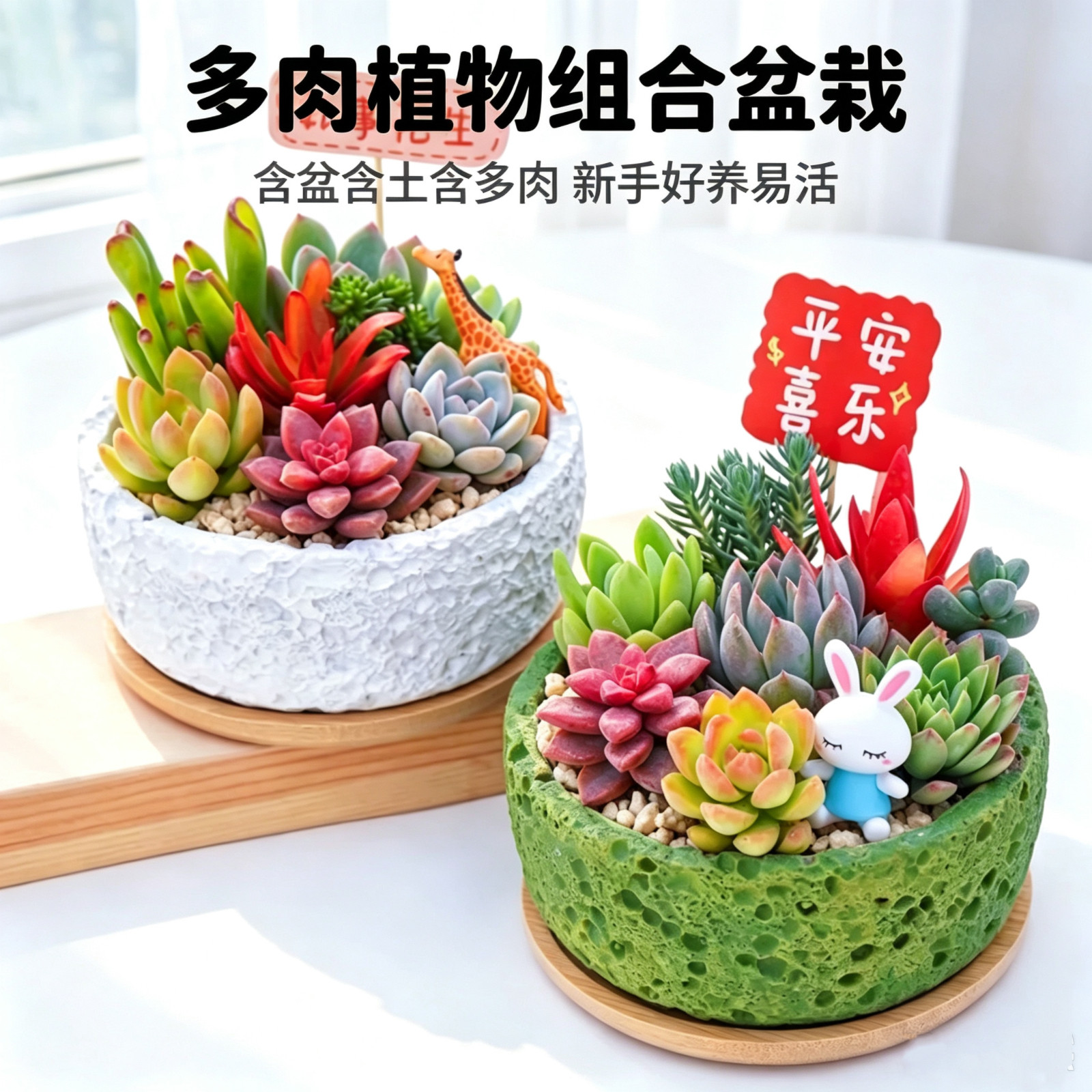 仙人掌多肉植物组合室内盆栽办公室桌面仙人球绿植创意生日礼物