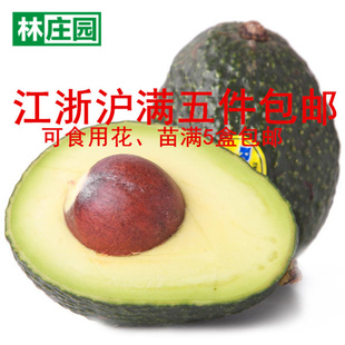 包邮 新鲜水果鳄梨江浙沪皖满5件顺丰 个 林庄园进口牛油果160g