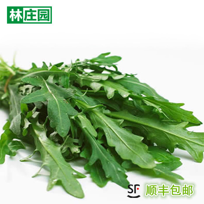 林庄园芝麻菜250g 火箭菜沙其它
