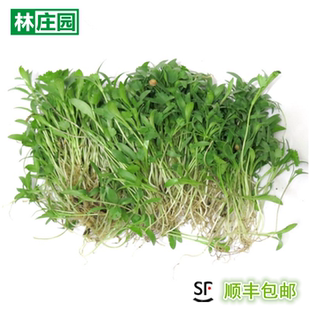 林庄园新鲜香菜苗 可食用芽苗菜 盒装西餐装饰摆盘 满5盒包邮