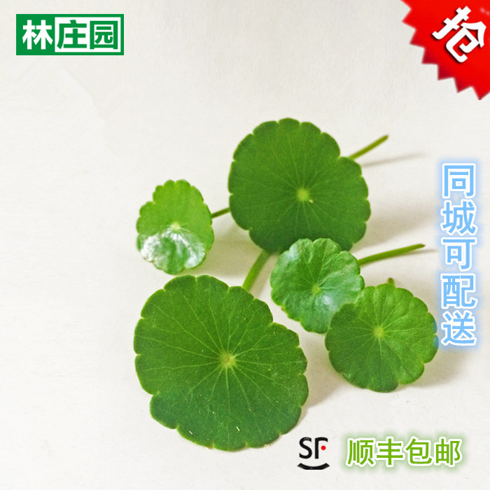 林庄园新鲜旱金莲叶铜钱草 可食用西餐装饰摆盘 盒装5盒顺丰包邮