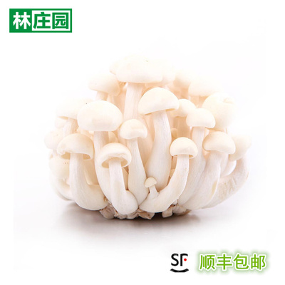林庄园白玉菇150g包 新鲜时鲜蔬菜菌菇江浙沪皖任搭5件顺丰包邮