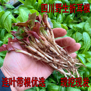 四川野生折耳根农家新鲜侧耳根连叶带根贵州现挖凉拌鱼腥草嫩芽叶