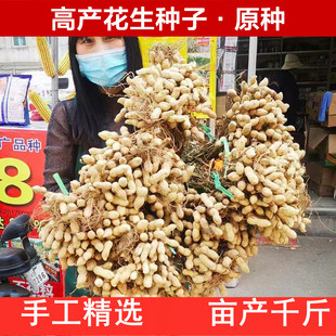 新品高产花生种子鲁花榨油薄皮早熟农科院大小花生种带壳原种孑籽