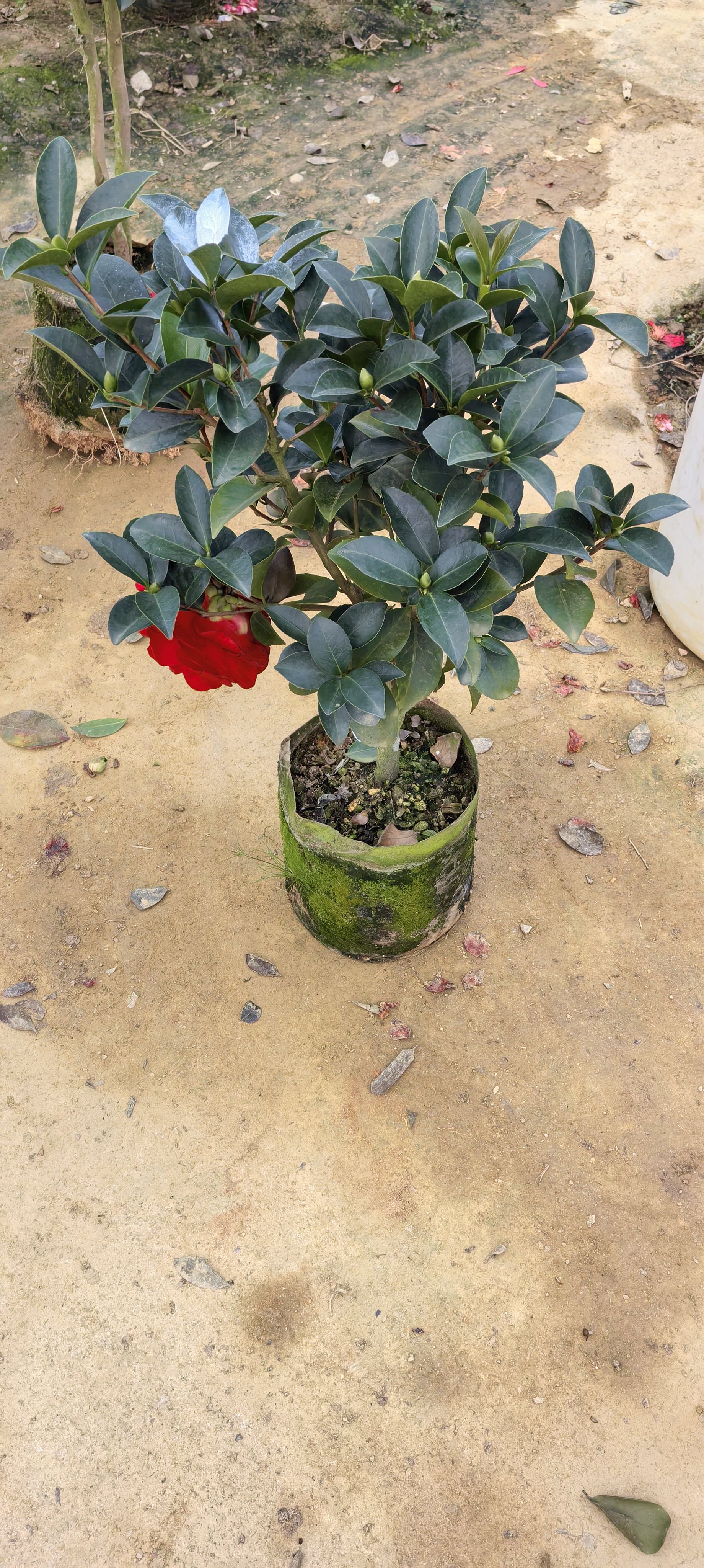 棕榈四季茶花新品，朱雀鸣夏，红龙舞天，满堂喝彩，祖庙雕刻