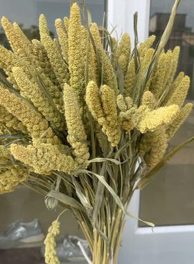 天然小米谷穗干花花束五谷丰登居家摆设拍摄道具手工插花永生花束