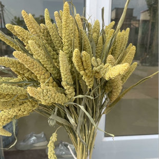 天然小米谷穗干花花束五谷丰登居家摆设拍摄道具手工插花永生花束