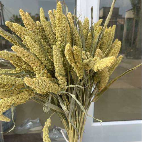 天然小米谷穗干花花束五谷丰登居家摆设拍摄道具手工插花永生花束