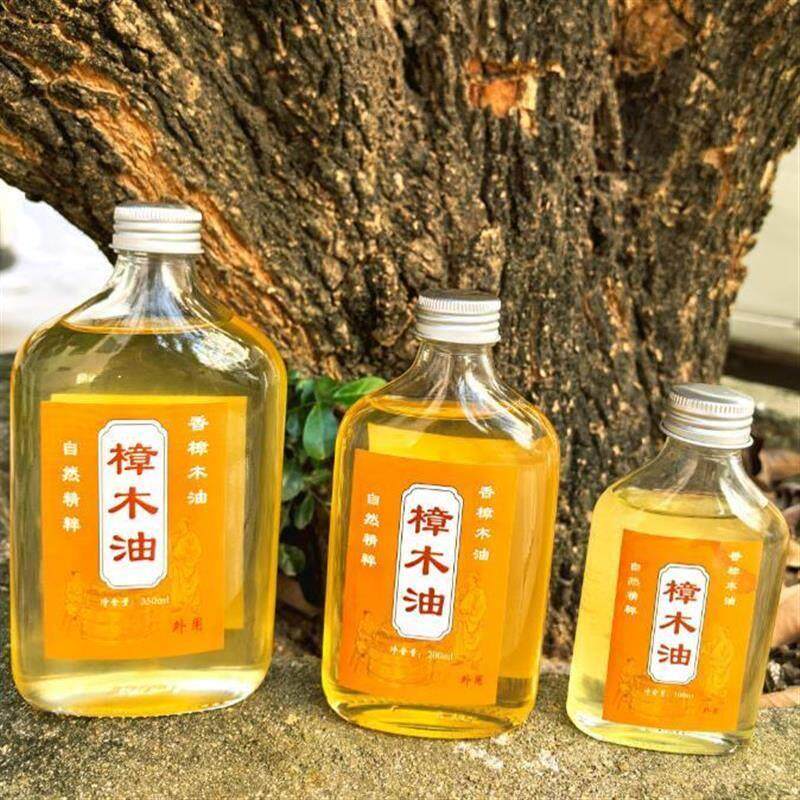 广东亮仔老树樟木油樟树新款推荐化淤驱蚊樟树广东岭南源香纯天然