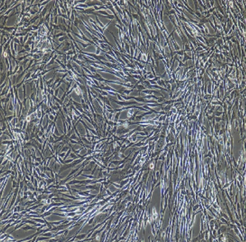 大鼠原代视网膜前体细胞   科研用品