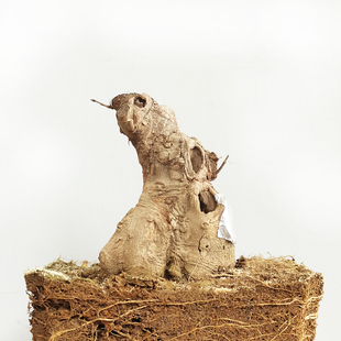 小叶红芽三角枫熟桩 矮霸桩 唐枫桩子 阳台小盆景