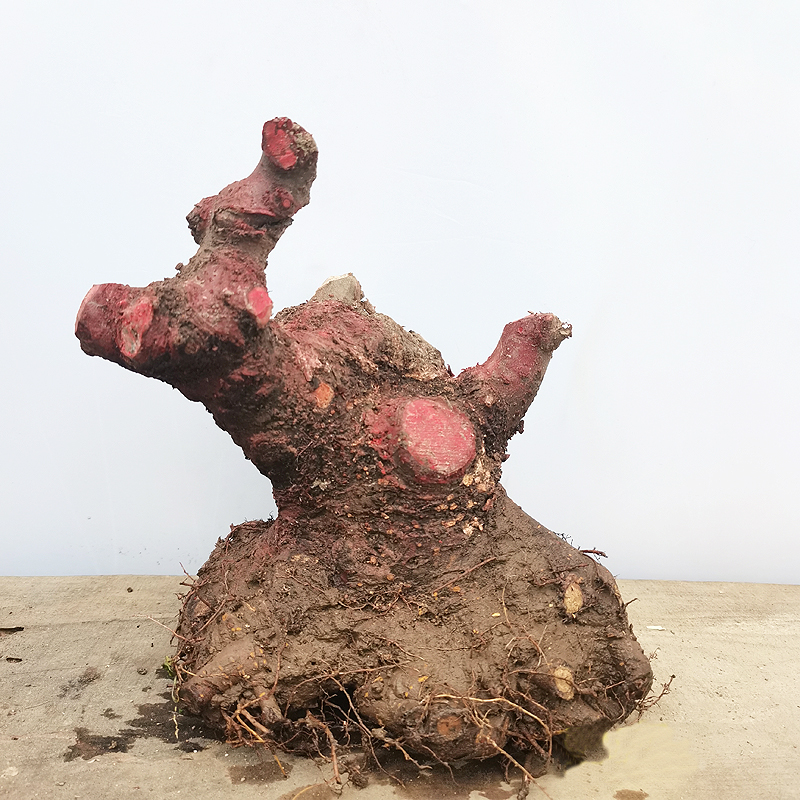 榔榆桩 小叶榔榆