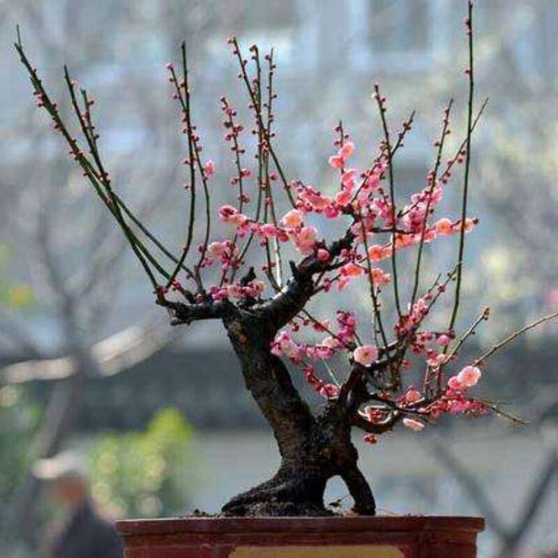 红梅盆景红须朱砂 绿萼 骨里红 10年老梅桩 精致微型梅花盆景