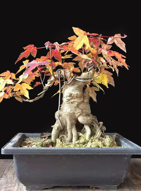 小叶红芽三角枫树桩枫树盆景 冬季落叶 开春发芽 带盆带土发货