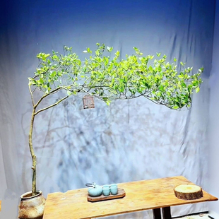 海岛栀子花海岛春花老桩办公室客厅茶室茶桌阳台专业造景网红绿植