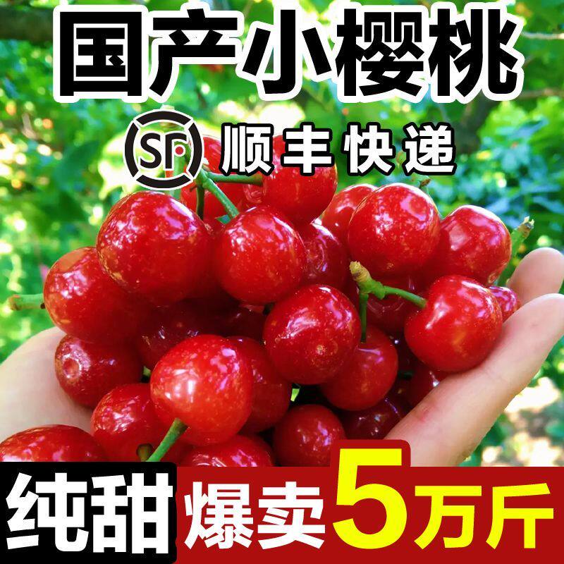 【顺丰】新鲜山东小樱桃纯甜小樱桃当季新鲜水果土樱桃野生樱桃