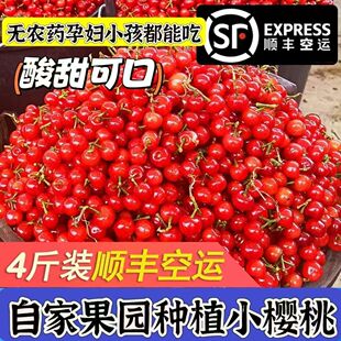 【顺丰冷链】山东本地小樱桃新鲜水果农村老式野生土樱桃车厘子