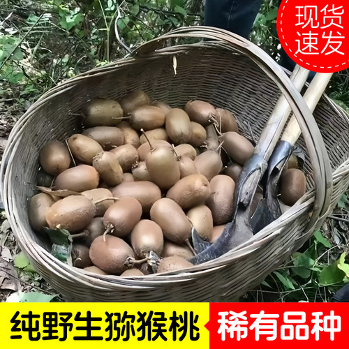 秦岭山区纯野生猕猴桃新鲜现摘5斤孕妇水果奇异果绿心猕猴桃超甜