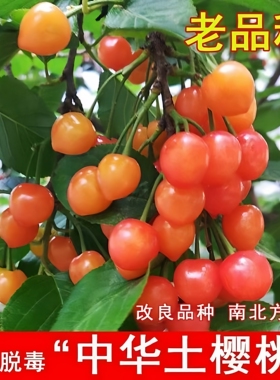 耐寒土樱桃树苗老品种红色中华小樱桃苗盆地栽南北方种植当年结果